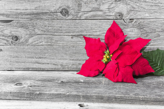 Red Poinsetta On A Rustic Wood Background