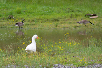 Goose, Goose, Duck?