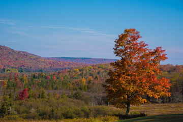 Fall landscape with tree in foreground