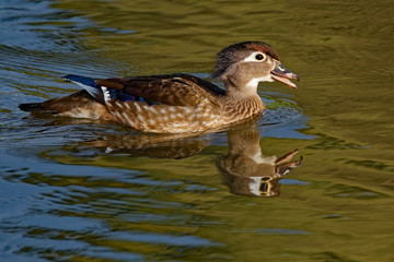 Female Wood Duck Calling