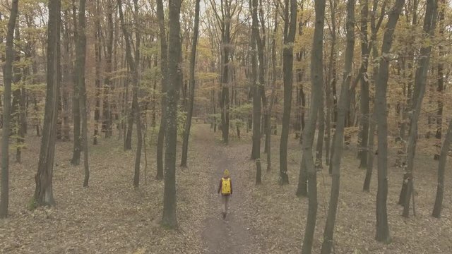 Autumn Forest Walk (DJI Phantom 4, 4K, 30fps, D-Log, 1/60)