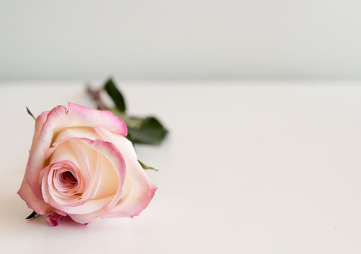 Close up of single pink and cream rose lying on white table against neutral background (selective focus)
