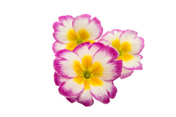 primrose flowers