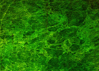 abstract green background or green paper