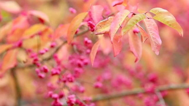 Colourful Autumnal Leaves of Spindle Tree Waving on the Breeze