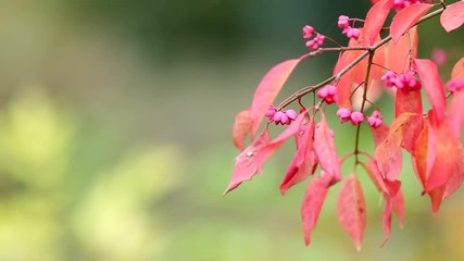 Colorful Autumnal Leaves and Flowers of Hamilton's Spindle Tree on Blurred Vivid Green Background