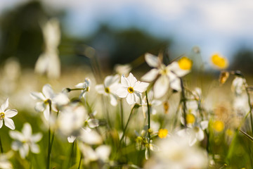 White daffodil flower in the field. Daffodil flowers in sunlight.Field of white daffodils or white narcissus or suisen