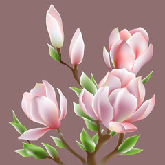 beautiful image of blooming magnolia Soulangis. Vector illustration - 125767647