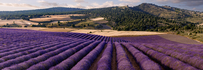 Panoramic of a lavender field in the province of Guadalajara. Spain