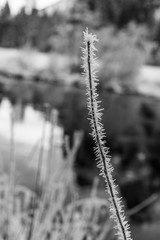 Black and White Ice Crystals at Valley View Yosemite after Winter Snow Storm