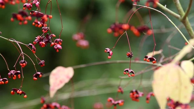 Autumnal Fruits and Leaves of Spindle Tree Against Green Background