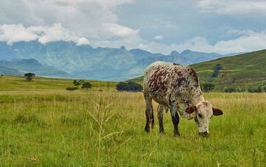 Ngunu cow cattle grazing in field with mountain range landscape