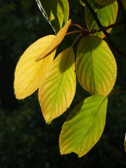Yellow and green cherry tree leaves backlit by autumn sunshine, against a dark background 