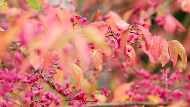 Colourful Autumnal Tree Branches with Pink Fruits