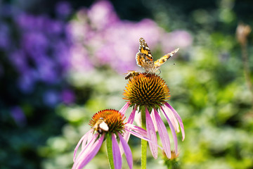 butterfly on a flower, pink flower, spring