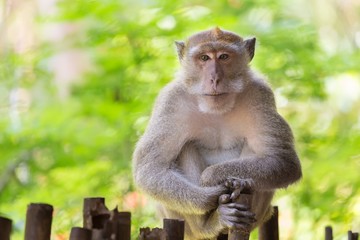 Crab-eating Macaque portrait