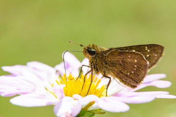 蜜を吸うセセリチョウ