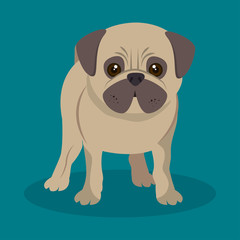 cute pug doggy standing blue background vector illustration eps 10