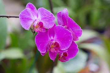 orchid,Thai orchid