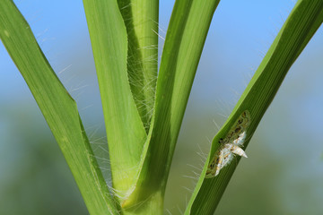 Butterfly in Thailand and Southeast Asia.