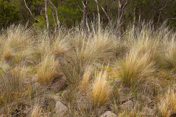 Grass plants Tasmania