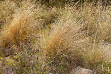 Grass plants Tasmania