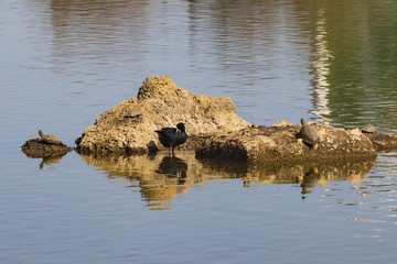 Eurasian coot cleaning his feathers in a rock with turtles in natural area 