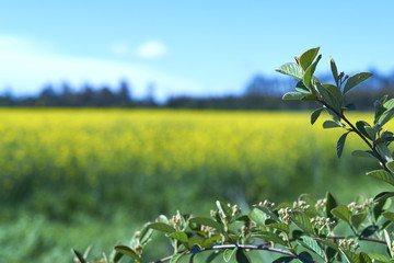 blurred landscape raps. yellow texture. natural background. blue sky.