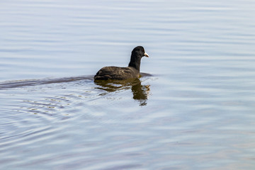 Eurasian coot in calm water with reflections in natural area 