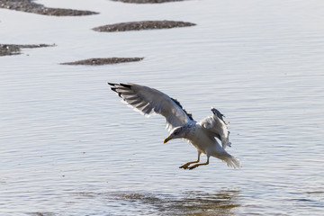 Yellow-legged gull perching in natural area 