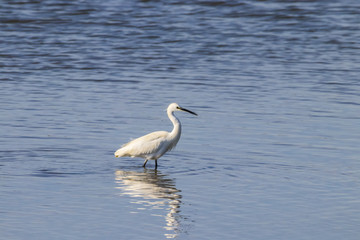 Little egret perching in wetlands in natural area "Marismas del Odiel", Huelva, Andalusia, Spain
