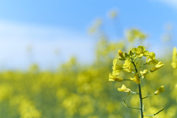 blurred landscape raps. yellow texture. natural background. blue sky.