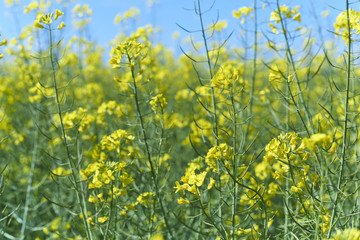 blurred landscape raps. yellow texture. natural background. blue sky.