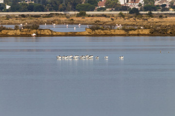 Pied avocet, [Recurvirostra avosetta], flock resting in migration in natural area 