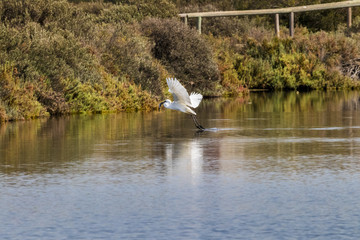 Great egret fishing and flying in natural area "Marismas del Odiel", Huelva, Andalusia, Spain