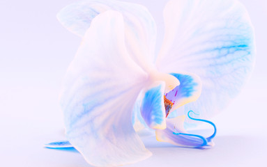 Blue orchid flower in white background