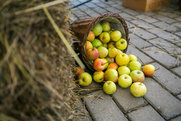 red apples, apple harvest, apples spill out of a wicker basket