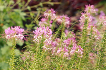 Fototapeta premium Beautiful purple flowers on meadow