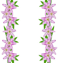 Flower lily isolated on white background.