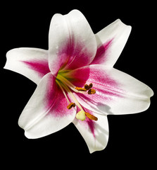 Fototapeta na wymiar Flower lily isolated on white background.