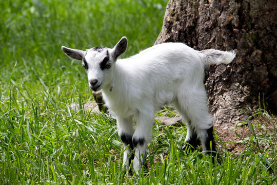 Baby goat