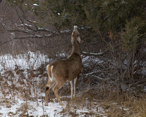 Deer feeding on branches