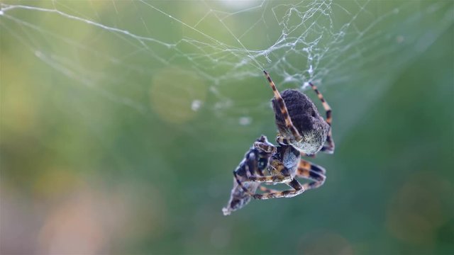 Spider hunting his victim against green background
