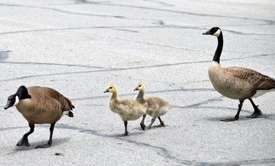 Fototapeta premium Geese Family 
