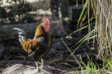 Rooster