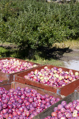 Harvesting Organic Red Apples