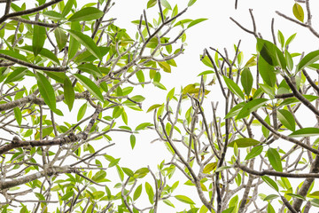 Plumeria tree (frangipani) - Leaves isolated on white background.