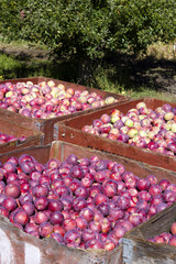 Harvesting Organic Red Apples