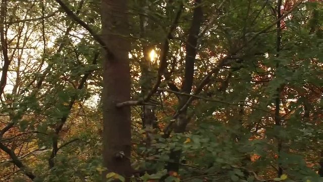 Slow motion shot through the woods at sunrise.