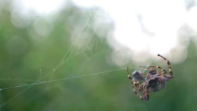 Spider hunting his victim against green background